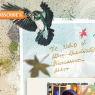 Webdesign Trends Fotografie Portfolio