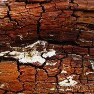 Holz und Moos Texturen