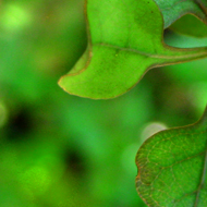 Logo Inspiration Natur