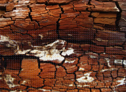Holz Moos Texturen