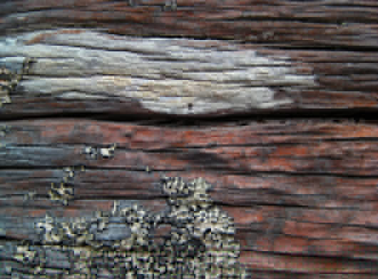 Holz Moos Texturen