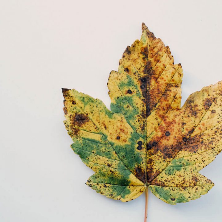 20% Rabatt mit dem Coupon Code "halloween2016" | Elmastudio